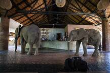 ਇੱਕ ਹੋਟਲ, ਜਿੱਥੇ ਜੰਗਲੀ ਹਾਥੀ ਵੀ ‘ਫਾਈਵ ਸਟਾਰ’ ਮਹਿਮਾਨ