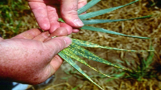 ਕਣਕ ਵਿਚ ਮੈਂਗਨੀਜ ਦੀ ਘਾਟ ਦੀ ਪਹਿਚਾਣ ਅਤੇ ਪੂਰਤੀ ਕਿਵੇਂ ਕੀਤੀ ਜਾਵੇ?