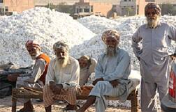 ਪਹਿਲਾਂ ਚਿੱਟੀ ਮੱਖੀ ਤੇ ਹੁਣ ਨਰਮਾ ਕਿਸਾਨਾਂ ਨੂੰ ਨੋਟਬੰਦੀ ਦੀ ਮਾਰ