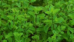 ਜਪਾਨ ਦੀ ਇਸ ਫਸਲ ਦੀ ਭਾਰਤ 'ਚ ਹੋਣ ਲੱਗੀ ਖੇਤੀ, ਤੀਹ ਹਜ਼ਾਰ ਰੁ. ਵਿੱਘੇ ਦੀ ਕਮਾਈ