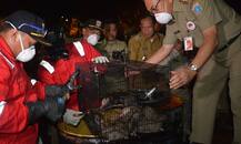 ਚੂਹਿਆਂ ਦੇ ਸਿਰਾਂ ਦਾ ਪਿਆ ਮੁੱਲ, ਚੂਹੇ ਮਾਰੋ ਪੈਸੇ ਕਮਾਓ