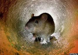 ਜਕਾਰਤਾ ਦੇ ਡਿਪਟੀ ਗਵਰਨਰ ਜੇਰਾਟ ਸੈਫੁੱਲ ਹਦਾਇਤ ਨੇ ਕਿਹਾ ਕਿ ਇੱਥੇ ਕਾਫ਼ੀ ਚੂਹੇ ਹਨ। ਉਨ੍ਹਾਂ ਵਿੱਚੋਂ ਕੁਝ ਕਾਫ਼ੀ ਵੱਡੇ ਹਨ। ਡਿਪਟੀ ਗਵਰਨਰ ਨੇ ਹੀ ਹਾਲ ਵਿੱਚ ਇਸ ਯੋਜਨਾ ਦਾ ਐਲਾਨ ਕੀਤਾ ਸੀ। ਉਨ੍ਹਾਂ ਨੇ ਦੱਸਿਆ ਕਿ ਇੱਕ ਵੱਡੇ ਚੂਹੇ ਨਾਲ ਸਾਹਮਣਾ ਹੋਣ ਮਗਰੋਂ ਉਨ੍ਹਾਂ ਨੂੰ ਇਹ ਅਭਿਆਨ ਚਲਾਉਣ ਦਾ ਖ਼ਿਆਲ ਆਇਆ। ਉਨ੍ਹਾਂ ਦਾ ਕਹਿਣਾ ਹੈ ਕਿ ਕੁਝ ਚੂਹੇ ਇੰਨੇ ਵੱਡੇ ਹਨ ਕਿ ਬਿੱਲੀਆਂ ਵੀ ਉਨ੍ਹਾਂ ਨੂੰ ਸ਼ਿਕਾਰ ਬਣਾਉਣ ਤੋਂ ਕਤਰਾਉਂਦੀਆਂ ਹਨ।