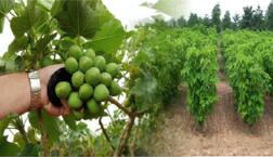 ਕਿਸਾਨਾਂ ਦੀ ਕਿਸਮਤ ਬਦਲ ਸਕਦੈ ਰਤਨਜੋਤ 