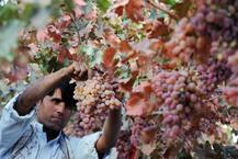 ਅਫ਼ਗਾਨਿਸਤਾਨ \'ਚ ਅਨਾਰ ਹੋਇਆ ਬਿਮਾਰ, ਕਿਸਾਨਾਂ \'ਤੇ ਪਈ ਮਾਰ