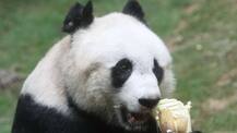 ਦੁਨੀਆਂ ਦੇ ਸਭ ਤੋਂ ਲੰਬੀ ਉਮਰ ਦੇ ਪਾਂਡੇ ਦੀ ਮੌਤ ਤੋਂ ਬਾਅਦ ਵਾਇਰਲ ਹੋ ਰਹੀਆਂ ਇਹ ਤਸਵੀਰਾਂ 