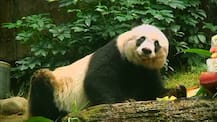 ਦੁਨੀਆਂ ਦੇ ਸਭ ਤੋਂ ਲੰਬੀ ਉਮਰ ਦੇ ਪਾਂਡੇ ਦੀ ਮੌਤ ਤੋਂ ਬਾਅਦ ਵਾਇਰਲ ਹੋ ਰਹੀਆਂ ਇਹ ਤਸਵੀਰਾਂ 