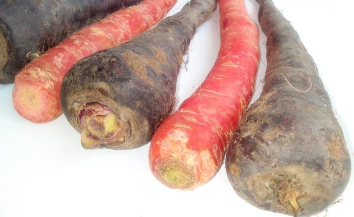  ਇਸ ਤੋਂ ਇਲਾਵਾ ਬਹੁਤੀਆਂ ਸਬਜ਼ੀਆਂ ਤੇ ਫਲਾਂ ਦੀ ਨਿਸਬਤ ਇਸ ਵਿੱਚ ਆਇਰਨ ਦੀ ਮਾਤਰਾ ਵੀ ਵਧੇਰੇ ਹੈ। ਜਿੱਥੇ ਸਾਡੇ ਦੇਸ਼ ਵਿਚ 60 ਪ੍ਰਤੀਸ਼ਤ ਤੋਂ ਜ਼ਿਆਦਾ ਲੋਕ ਆਇਰਨ ਦੀ ਘਾਟ ਦੇ ਸ਼ਿਕਾਰ ਹਨ, ਉਨ੍ਹਾਂ ਲਈ ਕਾਲੀ ਗਾਜਰ ਦਾ ਸੇਵਨ ਬਹੁਤ ਲਾਭਦਾਇਕ ਸਿੱਧ ਹੋਵੇਗਾ।