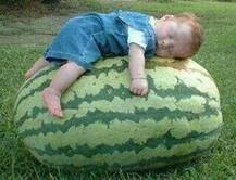 ਕਦੇ ਦੇਖੀਆਂ ਅਜਿਹੀਆਂ ਸਬਜ਼ੀਆਂ..