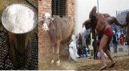 ਕਦੇ ਲਏ ਨੇ ਬੂਰੀ ਮੱਝ ਦੇ ਡੋਕੇ?, ਨਹੀਂ! ਤਾਂ ਇਹ ਖਬਰ ਪੜ੍ਹੋ... 