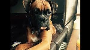 ਉੱਥੇ ਹੀ ਅਚਾਨਕ ਇੱਕ ਦਿਨ ਇੱਕ ਆਦਮੀ ਦਾ ਫ਼ੋਨ ਆਇਆ। ਉਸ ਨੇ ਜੋਏ ਨੂੰ ਕਿਹਾ ਕਿ ਜੇਕਰ ਉਸ ਨੂੰ ਉਨ੍ਹਾਂ ਦਾ ਕੁੱਤਾ ਵਾਪਸ ਚਾਹੀਦਾ ਹੈ ਤਾਂ ਉਨ੍ਹਾਂ ਨੂੰ ਬਦਲੇ ਵਿੱਚ 13,000 ਬ੍ਰਿਟਿਸ਼ ਪੌਂਡ ਯਾਨੀ ਕਿ ਕਰੀਬ 10 ਲੱਖ ਰੁਪਏ ਦੇਣੇ ਪੈਣਗੇ। ਸਭ ਤੋਂ ਹੈਰਾਨ ਕਰਨ ਵਾਲੀ ਗੱਲ ਕਿ ਫ਼ੋਨ ਕਰਨ ਵਾਲੇ ਨੇ ਧਮਕੀ ਦਿੱਤੀ ਕਿ ਜੇਕਰ ਉਸ ਨੂੰ ਪੈਸੇ ਨਹੀਂ ਮਿਲੇ ਤਾਂ ਉਹ ਫਿਰ (ਕੁੱਤੇ ਦਾ ਨਾਮ) ਨੂੰ ਦਰਖ਼ਤ ਉੱਤੇ ਲਟਕਾ ਕੇ ਫਾਂਸੀ ਦੇ ਦੇਵੇਗਾ।