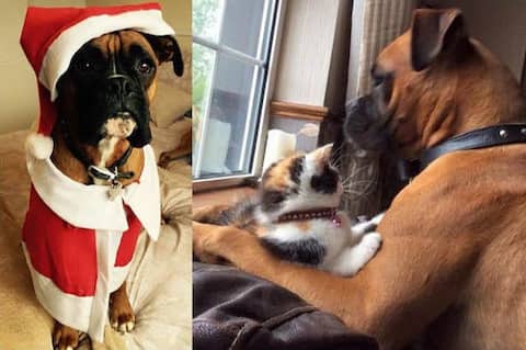 ਕੁੱਤੇ ਨੂੰ ਅਗਵਾ ਕਰਕੇ ਮੰਗੀ 10 ਲੱਖ ਦੀ ਫਿਰੌਤੀ ਕੁੱਤੇ ਨੂੰ ਅਗਵਾ ਕਰਕੇ ਮੰਗੀ 10 ਲੱਖ ਦੀ ਫਿਰੌਤੀ