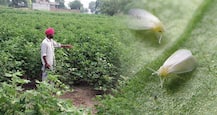 ਹੁਣ ਸੁਫ਼ਨੇ ਵਿੱਚ ਵੀ ਨਹੀਂ ਦਿਸੇਗੀ ਚਿੱਟੀ ਮੱਖੀ