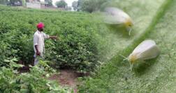 ਹੁਣ ਸੁਫ਼ਨੇ ਵਿੱਚ ਵੀ ਨਹੀਂ ਦਿਸੇਗੀ ਚਿੱਟੀ ਮੱਖੀ