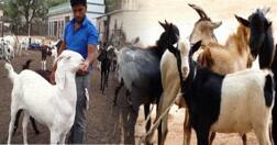 ਬੱਕਰੀ ਪਾਲਣ ਸਬੰਧੀ ਵੈਟਨਰੀ 'ਵਰਸਿਟੀ 'ਚ ਸਿਖਲਾਈ ਪ੍ਰੋਗਰਾਮ 16 ਤੋਂ