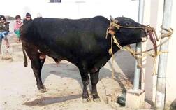 ਇਸ ਆਵਾਰਾ ਸਾਨ੍ਹ ਨੇ ਵਿਅਕਤੀ ਨੂੰ ਮਾਰ ਮੁਕਾਇਆ