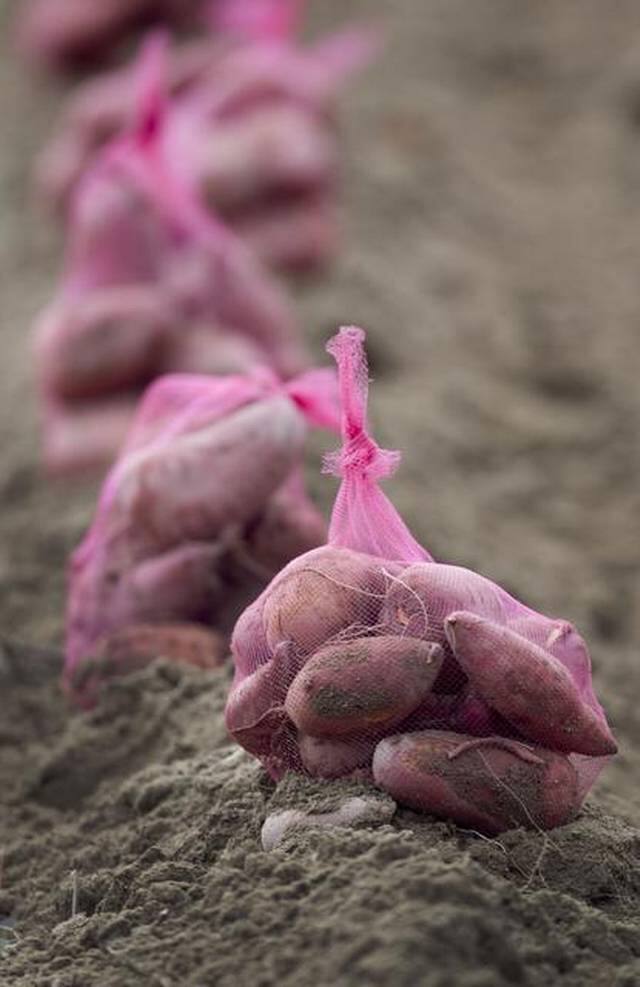  ਇਸ ਦੇ ਬਾਅਦ ਉਸ ਨੇ ਨੇੜੇ-ਤੇੜੇ ਦੇ ਕਿਸਾਨਾਂ ਦੀ ਮਦਦ ਵੀ ਲਈ। ਪਹਿਲੀ ਕੋਸ਼ਿਸ਼ ਵਿੱਚ ਉਸ ਨੇ 57000 ਕਿਲੋਗਰਾਮ ਸਵੀਟ ਪਟੈਟੋ (ਸ਼ਕਰਕੰਦੀ) ਉਗਾਏ। ਬਰਾਊਨ ਚਾਹੁੰਦੇ ਤਾਂ ਇਸ ਨੂੰ ਵੇਚ ਸਕਦੇ ਸਨ ਪਰ ਉਸ ਨੇ ਪੂਰੀ ਫ਼ਸਲ ਜ਼ਰੂਰਤਮੰਦਾਂ ਨੂੰ ਵੰਡਣ ਦਾ ਫ਼ੈਸਲਾ ਕੀਤਾ।