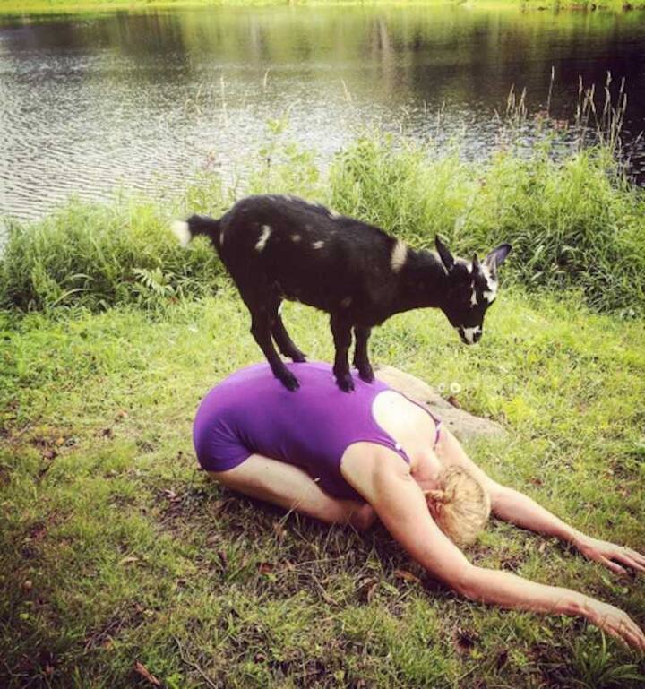 ਇਸ ਨੂੰ Goat Yoga ਦਾ ਨਾਮ ਦਿੱਤਾ ਗਿਆ ਹੈ। ਤੁਹਾਨੂੰ ਜਾਣ ਕੇ ਬੜੀ ਹੈਰਾਨੀ ਹੋਵੇਗੀ ਕਿ ਗੋਟ-ਯੋਗਾ ਅੱਜ ਲੋਕਾਂ ਵਿੱਚ ਇੰਨਾ ਜ਼ਿਆਦਾ ਮਸ਼ਹੂਰ ਹੋ ਗਿਆ ਹੈ ਕਿ ਲੋਕ ਇਸ ਨੂੰ ਸਿੱਖਣ ਦੀ ਹੋੜ ਲੱਗ ਗਈ ਹੈ। 