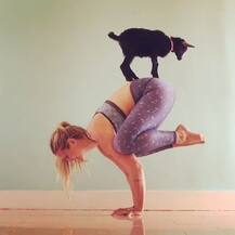 OMG! ਇੱਥੇ ਬੱਕਰੀਆਂ ਨਾਲ ਕੀਤਾ ਜਾਂਦਾ ਯੋਗਾ, ਕਾਰਨ ਜਾਣ ਕੇ ਹਰ ਬੰਦਾ ਕਰਨਾ ਚਾਹੁੰਦਾ