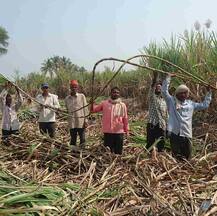 ਏਕੜ \'ਚੋਂ ਇੰਝ ਲਓ ਗੰਨੇ ਦੀ 1000 ਕੁਇੰਟਲ ਪੈਦਾਵਾਰ