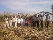 ਏਕੜ \'ਚੋਂ ਇੰਝ ਲਓ ਗੰਨੇ ਦੀ 1000 ਕੁਇੰਟਲ ਪੈਦਾਵਾਰ