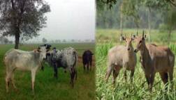 ਅਜਿਹੇ ਤਰੀਕੇ ਹਨ ਜਿਨ੍ਹਾਂ ਨੂੰ ਵਰਤ ਕੇ ਤੁਸੀਂ ਜਾਨਵਰਾਂ ਨੂੰ ਆਪਣੇ ਖੇਤਾਂ ਤੋਂ ਦੂਰ ਰੱਖ ਸਕਦੇ ਹੋ