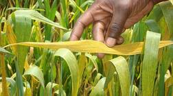 ਕਣਕ ਦੀ ਪੀਲੀ ਕੂੰਗੀ ਤੋਂ ਬਚਾਅ ਲਈ ਖੇਤੀਬਾੜੀ ਵਿਭਾਗ ਦੀਆਂ ਜ਼ਰੂੁਰੀ ਹਦਾਇਤਾਂ