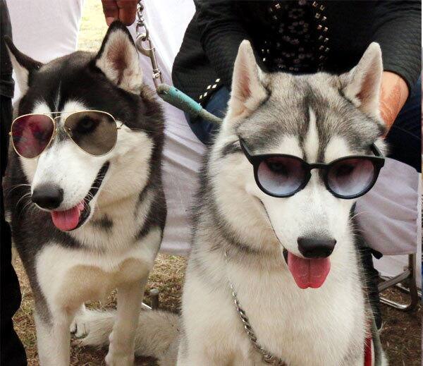 ਸ਼ੋਅ ਵਿੱਚ 50 ਹਜ਼ਾਰ ਤੋਂ ਲੈ ਕੇ 60 ਲੱਖ ਰੁਪਏ ਤੱਕ ਦੇ ਕੁੱਤਿਆਂ ਨੇ ਹਿੱਸਾ ਲਿਆ।