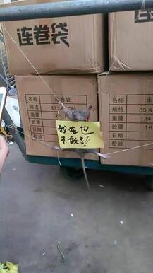 ਝੋਨਾ ਚੋਰੀ ਕਰਨ ਵਾਲੇ ਚੂਹੇ ਨੂੰ ਬੰਨ੍ਹ ਕੇ ਦਿੱਤੀ ਸਜ਼ਾ, ਦੁਨੀਆ ਕਰ ਰਹੀ ਨਿੰਦਾ