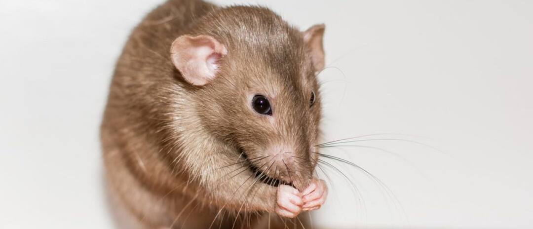 ਚੱਲਦੀ ਟ੍ਰੇਨ 'ਚ ਨੌਜਵਾਨ ਦੀ ਮੌਤ, JRP ਦੀ ਅਣਗਹਿਲੀ ਨਾਲ ਚੂਹਿਆਂ ਨੇ ਕੁਤਰੀ ਲਾਸ਼ Youth killed in moving train, rats spoiled body due to JRP's negligence ਚੱਲਦੀ ਟ੍ਰੇਨ 'ਚ ਨੌਜਵਾਨ ਦੀ ਮੌਤ, JRP ਦੀ ਅਣਗਹਿਲੀ ਨਾਲ ਚੂਹਿਆਂ ਨੇ ਕੁਤਰੀ ਲਾਸ਼