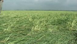 ਪੰਜਾਬ ਦੇ ਇਸ ਇਲਾਕੇ ਵਿੱਚ ਮੀਂਹ ਨੇ ਖੜ੍ਹੀ ਕਣਕ ਦਾ ਕੀਤਾ ਭਾਰੀ ਨੁਕਸਾਨ