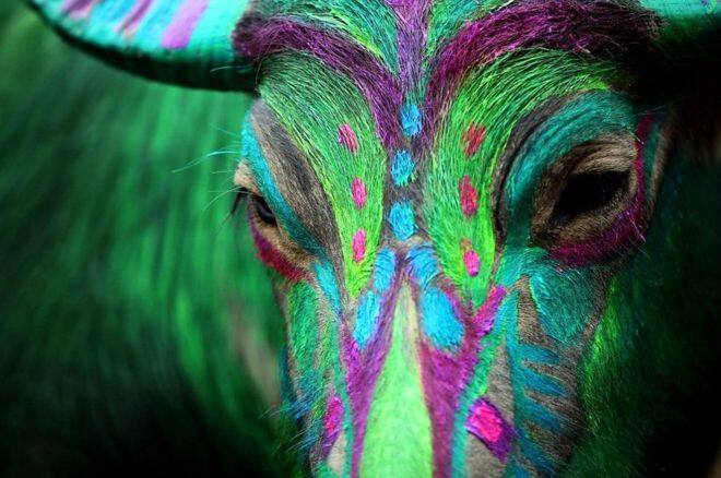 ਵੀਅਤਨਾਮ ਵਿੱਚ ਸ਼ਿੰਗਾਰੀ ਇੱਕ ਮੱਝ।