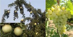 ਪੀਏਯੂ ਵੱਲੋਂ ਅੰਗੂਰ ਅਤੇ ਬਿਲ ਦੀਆਂ ਨਵੀਆਂ ਕਿਸਮਾਂ ਜਾਰੀ