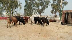 ਪਸ਼ੂਆਂ ਨੂੰ ਮਿੰਨੀ ਸਕੱਤਰੇਤ ਵਿੱਚ ਛੱਡਣਗੇ ਕਿਸਾਨ