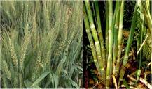 ਕਣਕ ਤੇ ਗੰਨੇ ਦੀ ਖੇਤੀ ਕਰਨ ਵਾਲੇ ਕਿਸਾਨਾਂ ਨੂੰ ਪੀਏਯੂ ਦੀ ਜ਼ਰੂਰੀ ਸਲਾਹ