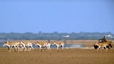 ਗੁਜਰਾਤ ਵਿੱਚ ਘੋੜਖਰ ਦੀ ਕੁਲ ਤਾਦਾਦ 3000 ਦੇ ਕਰੀਬ ਹੈ ਜੋ ਕੱਛ ਦੇ ਛੋਟੇ ਰਣ ਦੇ ਕਰੀਬ 5000 ਵਰਗ ਕਿੱਲੋਮੀਟਰ ਦੀ ਇਲਾਕੇ ਵਿੱਚ ਸਿਮਟੇ ਹੋਏ ਹਨ।