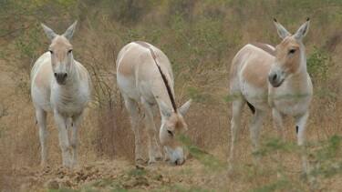 ਇਹ ਗਧਾ 70 ਕਿਲੋਮੀਟਰ ਪ੍ਰਤੀ ਘੰਟੇ ਦੀ ਰਫ਼ਤਾਰ ਨਾਲ ਦੌੜ ਸਕਦਾ ਹੈ।