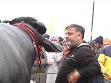 ਕਰਮਵੀਰ ਦਾ ਸਵਾ 9 ਕਰੋੜੀ ਝੋਟਾ, ਸਾਲ \'ਚ ਕਮਾਉਂਦਾ 50 ਲੱਖ ਰੁਪਏ