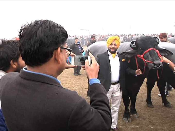 ਮੁਹਰਾ ਨਸਲ ਦਾ ਇਹ ਝੋਟਾ ਕੁਰੂਕਸ਼ੇਤਰ ਦੇ ਕਰਮਵੀਰ ਲਈ ਕਰਮਾਂ ਵਾਲਾ ਹੈ। ਇਸੇ ਲਈ ਸਵਾ ਨੌਂ ਕਰੋੜ ਦੀ ਕੀਮਤ ਲੱਗਣ ਤੋਂ ਬਾਅਦ ਵੀ ਉਹ ਯੁਵਰਾਜ ਦਾ ਸੰਗਲ਼ ਕਿਸੇ ਹੋਰ ਹੱਥ ਫੜਾਉਣ ਨੂੰ ਤਿਆਰ ਨਹੀਂ। ਯੁਵਰਾਜ ਦੇ ਨਾਂ ਇੰਨੇ ਰਿਕਾਰਡ ਨੇ ਜਿੰਨੀ ਉਸ ਦੀ ਉਮਰ ਨਹੀਂ। ਮਾਂ ਗੰਗਾ ਦੇ ਥਣਾਂ ‘ਚੋਂ ਵੀ ਦੁੱਧ ਦੀ ਗੰਗਾ ਨਿਕਲਦੀ ਹੈ। ਯੁਵਰਾਜ ਦੀ ਮਾਂ ਰੋਜ਼ 26 ਲੀਟਰ ਦੁੱਧ ਦਿੰਦੀ ਹੈ।