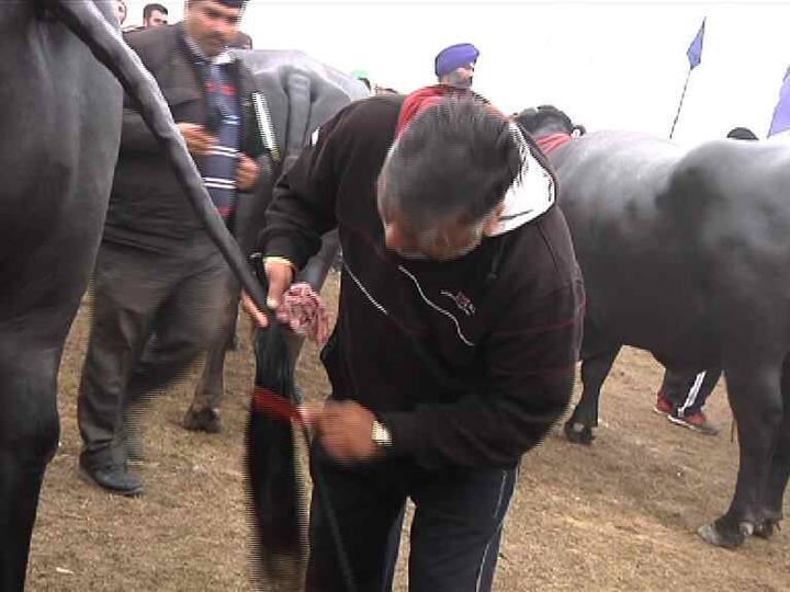 ਉਨ੍ਹਾਂ ਕਿਹਾ ਕਿ ਯੁਵਰਾਜ ਹਰ ਸਾਲ ਉਸ ਨੂੰ 50 ਲੱਖ ਰੁਪਏ ਕਮਾ ਕੇ ਦਿੰਦਾ ਹੈ। ਯੁਵਰਾਜ ਦੇ ਸੀਮਨ ਤੋਂ ਸਾਲਾਨਾ ਕਰੀਬ 50 ਲੱਖ ਦੀ ਕਮਾਈ ਹੁੰਦੀ ਹੈ। ਚੰਗੀ ਨਸਲ ਦਾ ਹੋਣ ਕਾਰਨ ਇਸ ਦੇ ਉੱਚ ਕੋਟੀ ਦੇ ਸੀਮਨ ਦਾ ਬਾਜ਼ਾਰੀ ਮੁੱਲ ਬਹੁਤ ਹੈ। ਉਹ ਇਸ ਦਾ ਸੀਮਨ ਵੇਚ ਕੇ ਹੀ ਸਾਲਾਨਾ ਕਰੀਬ ਪੰਜਾਹ ਲੱਖ ਰੁਪਏ ਕਮਾਉਂਦਾ ਹੈ। ਮਾਲਕ ਉਸ ਦੇ ਸੀਮਨ ਦੀਆਂ ਕਰੀਬ ਪੰਜ ਹਜ਼ਾਰ ਬੂੰਦਾਂ ਹਰ ਮਹੀਨੇ ਵੇਚਦਾ ਹੈ। ਇੱਕ ਬੂੰਦ ਦੀ ਕੀਮਤ 300 ਤੋਂ 500 ਰੁਪਏ ਹੁੰਦੀ ਹੈ। ਇਸ ਤਰ੍ਹਾਂ ਹਰ ਸਾਲ ਕਰੀਬ ਇਸ ਦੇ ਸੀਮਨ ਤੋਂ ਕਰੀਬ 50 ਲੱਖ ਦੀ ਕਮਾਈ ਹੁੰਦੀ ਹੈ।
