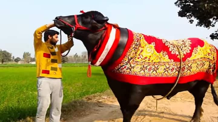 ਯੁਵਰਾਜ ਦੇ ਮਾਲਕ ਕਰਮਵੀਰ ਸਿੰਘ ਦਾ ਕਹਿਣਾ ਹੈ ਯੁਵਰਾਜ ਦੇ ਸੀਮਨ ਦੀ ਵੱਡੀ ਮੰਗ ਹੈ। ਯੁਵਰਾਜ ਦੇਸ਼ ਦੇ ਕਈ ਪਸ਼ੂ ਮੇਲਿਆਂ ਵਿੱਚ ਸ਼ਿਰਕਤ ਕਰ ਚੁੱਕੇ ਯੁਵਰਾਜ ਦੀ ਕੌਮਾਂਤਰੀ ਮਾਰਕੀਟ ਬਣ ਚੁੱਕੀ ਹੈ। ਸਰਕਾਰੀ ਰੋਕ ਕਾਰਨ ਉਹ ਸੀਮਨ ਸਿੱਧਾ ਵਿਦੇਸ਼ ਨਹੀਂ ਭੇਜ ਸਕਦਾ। ਉਨ੍ਹਾਂ ਕਿਹਾ ਕਿ ਬ੍ਰਾਜ਼ੀਲ, ਤੁਰਕੀ, ਕੈਨੇਡਾ ਤੇ ਵੈਂਜ਼ੂਏਲਾ ਸਮੇਤ 22 ਦੇਸ਼ਾਂ ਵਿੱਚੋਂ ਪਸ਼ੂ ਮੇਲਿਆਂ ਵਿੱਚ ਸ਼ਿਰਕਤ ਕਰਨ ਦੇ ਸੱਦੇ ਆ ਚੁੱਕੇ ਹਨ।