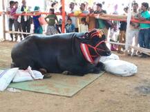 ਕਰਮਵੀਰ ਦਾ ਸਵਾ 9 ਕਰੋੜੀ ਝੋਟਾ, ਸਾਲ \'ਚ ਕਮਾਉਂਦਾ 50 ਲੱਖ ਰੁਪਏ