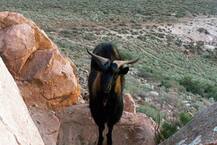 ਬੱਕਰੀਆਂ ਪਾਲਕ ਆਪਣੇ ਮੁਲਾਜ਼ਮਾਂ ਦੀ ਪਰੇਸ਼ਾਨੀ ਦੂਰ ਕਰ ਰਹੀ ਇਹ ਕੰਪਨੀ