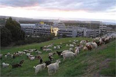 ਇਨ੍ਹਾਂ ਦੀ ਸੰਭਾਲ ਕਰਨ ਵਾਲਿਆਂ ਨੇ ਦੱਸਿਆ ਕਿ ਉਹ ਖਾਸ ਧਿਆਨ ਰੱਖਦੇ ਹਨ ਕਿ ਬੱਕਰੀਆਂ ਘਾਹ ਖਾਂਦੀਆਂ-ਖਾਂਦੀਆਂ ਦਫਤਰ 'ਚ ਨਾ ਚਲੀਆਂ ਜਾਣ। 