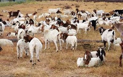 Calcutta HC Refuses To Stay Animal Sacrifice In Kali Puja Says East India Different From North Calcutta HC Refuses Stay On Animal Sacrifice In Kali Puja, Says Its Controversy If Mythical Characters Were Vegetarian...