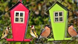 ਘਰ ਦੇ ਨੇੜੇ ਹੋਣ ਦਰਖ਼ਤ ਤੇ ਪੰਛੀ ਤਾਂ ਬਦਲ ਜਾਏਗੀ ਜ਼ਿੰਦਗੀ