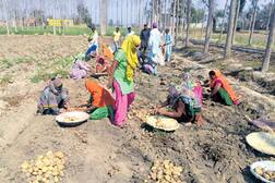 ਖਰਚੇ ਵੀ ਪੂਰੇ ਨਾ ਹੋਣ ਕਾਰਨ ਕਿਸਾਨਾਂ ਨੇ ਆਲੂ ਦੀ ਪੁਟਾਈ ਤੋਂ ਕੀਤੀ ਤੌਬਾ