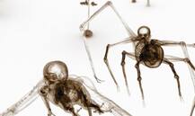 ਵਿਗਿਆਨੀਆਂ ਨੇ ਖੋਜਿਆ ਧਰਤੀ ਦਾ ਸਭ ਤੋਂ ਪੁਰਾਣਾ ਕੰਕਾਲ, ਜਾਣਕੇ ਹੋਵੋਗੇ ਹੈਰਾਨ