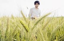 ਇਸ ਵਾਰ ਐਫਸੀਆਈ ਨੇ ਕਣਕ ਖਰੀਦ ਦਾ ਟੀਚਾ ਵਧਾਇਆ