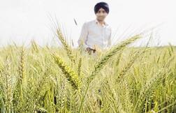 ਇਸ ਵਾਰ ਐਫਸੀਆਈ ਨੇ ਕਣਕ ਖਰੀਦ ਦਾ ਟੀਚਾ ਵਧਾਇਆ