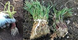 ਹੁਣ ਪੀਏਯੂ ਮਹਾਰਾਸ਼ਟਰ ਦੀ ਪਿਆਜ਼ ਦੀ ਪੌਦ ਪੰਜਾਬ ਦੇ ਕਿਸਾਨਾਂ ਨੂੰ ਦੇਵੇਗੀ